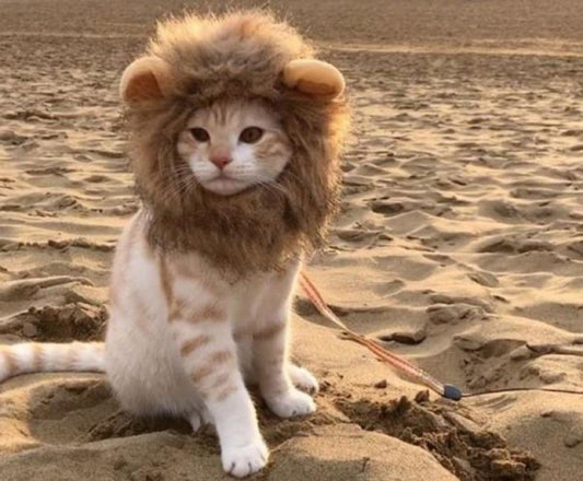 Lion Mane Costume for Cat Dog Pet Clothes Funny Hat Fancy Dress Small - - Asia Sell