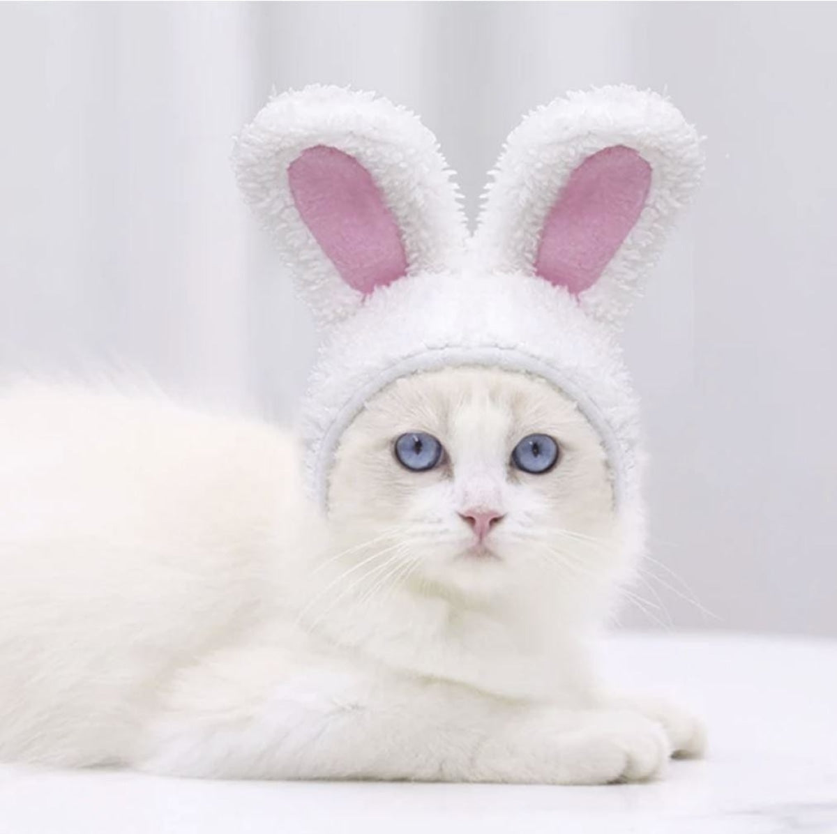 Bunny Ears For Cat Dog